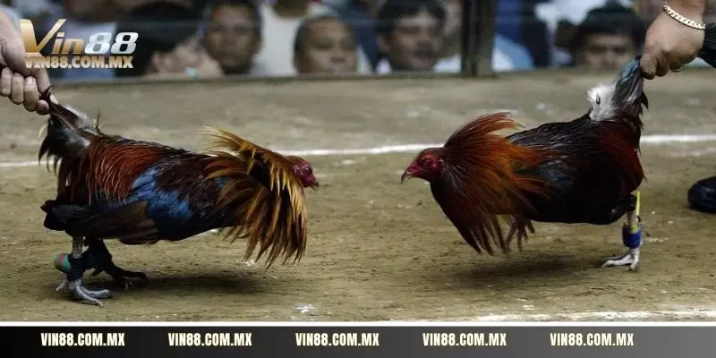 Bật mí cách chọn chiến kê xuất sắc trên sàn đấu