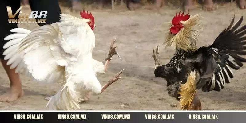 Lý giải sức hấp dẫn trong bộ môn đá gà tre