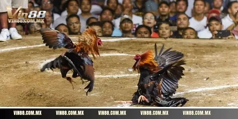 Một vài mẹo nhỏ để đánh giá thể lực của gà